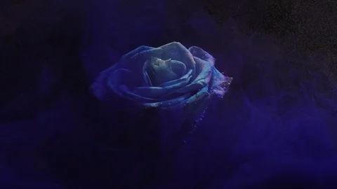Close-up of a beautiful rose standing under water with purple and blue paint Stock Footage 114321754