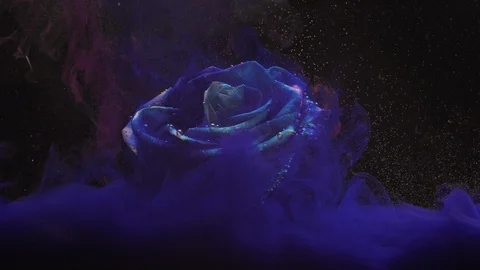 Close-up of a beautiful rose stands under water with purple and blue paint Stock Footage 114321837