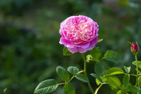A close-up of beautiful roses Stock Photos