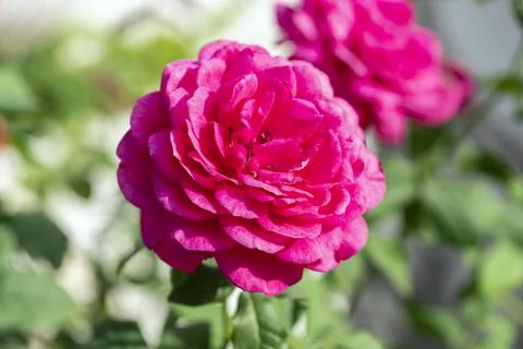A close-up of beautiful roses Stock Photos
