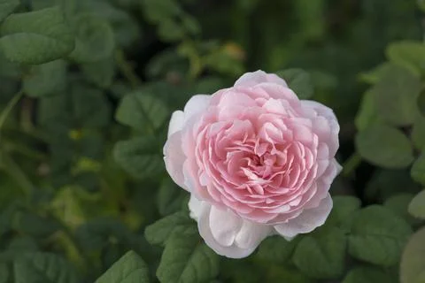 A close-up of beautiful roses Stock Photos