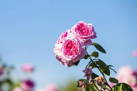 A close-up of beautiful roses Stock Photos