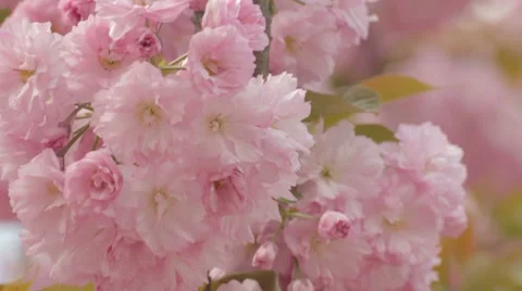 Close-up of beautiful sakura branch on wind Stock Footage 7753032