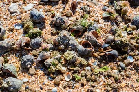 Close up beautiful sand texture background with shells 스톡 사진