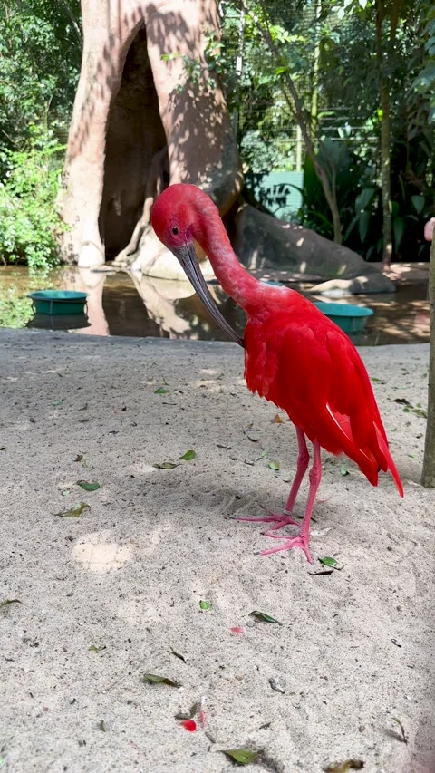 Close-up of a Beautiful Scarlet Ibis (Eudocimus Ruber) Видео 333686889