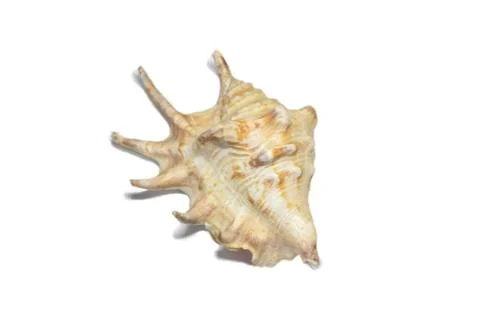 Close up. beautiful sea shell on white background Stock Photos