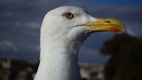 Close up on beautiful seagull with Rome in background Stock Footage 77738138