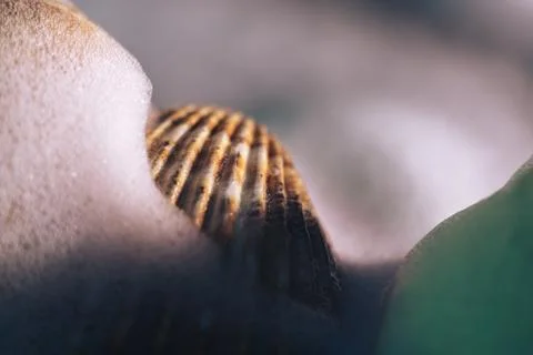 Close up Beautiful seashells on a black background texture. Macro photography 库存照片