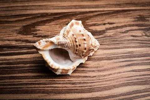Close-up of a beautiful shell resting on a polished wooden surface showcasing Stock Photos