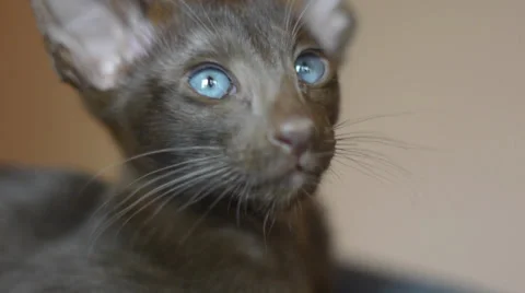 Close up of beautiful Siamese Kitten Stock Footage 37263640