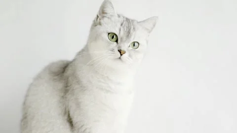Close-up of a Beautiful Silver Cat with Green Eyes Stock Footage 339645538