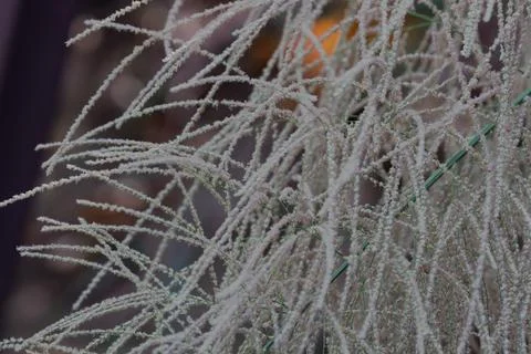 Close up Beautiful Silver Grass Stock Photos