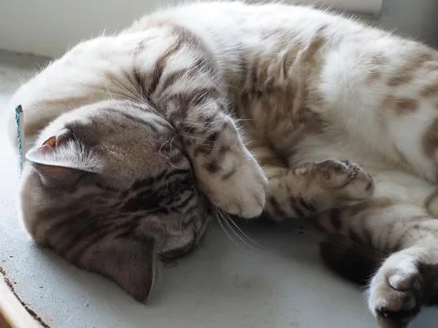 Close-up of a beautiful silver tabby sleeping Stock Photos