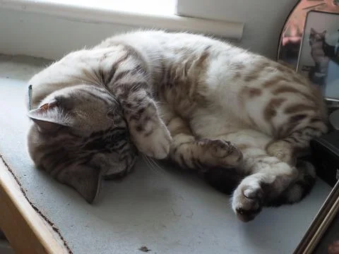 Close-up of a beautiful silver tabby sleeping Stock Photos