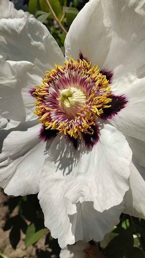 Close-up of a beautiful single white tree peony flower blooming in the garden Stock-Footage 335130438