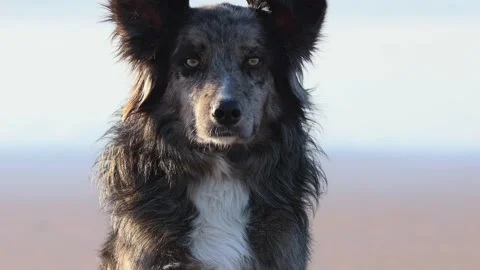Close up of the beautiful slow motion look of a merle border collie outdoors Stock Footage 244155563
