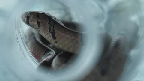 Close up of beautiful snake resting in see through glass jar, bokeh, Stock Footage 140241522