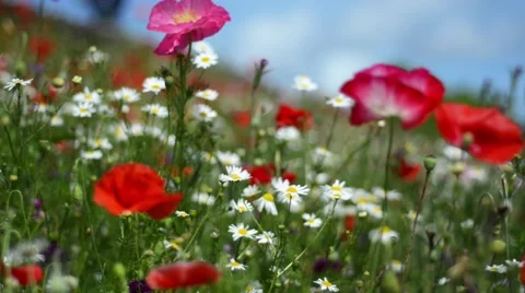 Close-up of beautiful soft focus wildflowers in summer Stock Footage 65462453