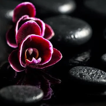 Close up of beautiful spa setting dark cherry orchid flower on black zen st.. Stock Photos