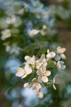 Close up of beautiful spring apple blossoms in the park. White apple flowers Stock Photos