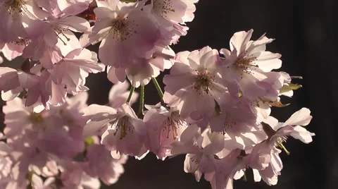 Close up Beautiful Spring Cherry Blossom Flowers Blooming at Sunrise Stock-Footage 50328166
