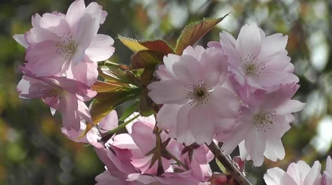 Close up Beautiful Spring Cherry Blossom Flowers Blooming in Wedding Garden Stock-Footage 50330266