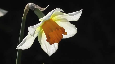 Close up Beautiful Spring Daffodil Flower Blooming in Spring Sunrise Stock-Footage 50325034