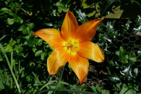 Close up of a beautiful spring flower Foto stock