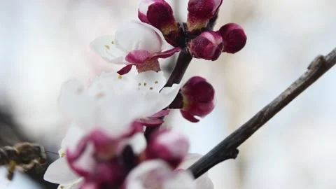 Close-up of a beautiful spring flowering apricot branch with a bee Vídeos de archivo 236809236