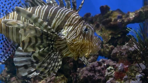Close-up. Beautiful stone bottom. Brown lionfish posing for the camera Stock Footage 121527575