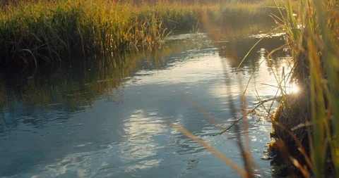 Close up of a beautiful stream flowing trugh gras in a sunset Stock Footage 129408488