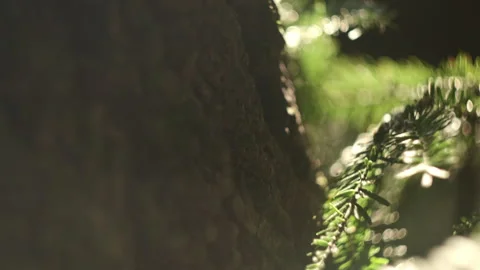 Close up of beautiful structure and texture of tree bark and green moss Stock Footage 288184280