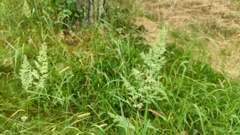 Close-up of a beautiful summer wild grass blooming in the countryside. Stock Footage 157700684