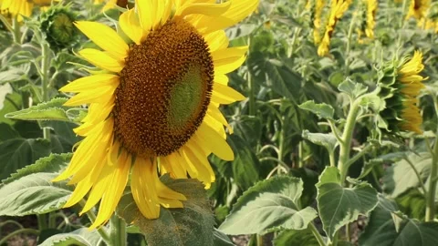 Close Up Of A Beautiful Sunflower Field In Summer Stock Footage 344073035