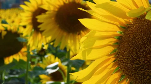 Close up of beautiful Sunflower. Stock Footage 159857175