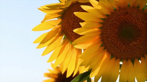 Close up of beautiful Sunflower Stock Footage 160325885