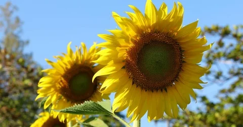 Close-up beautiful sunflower, pollen falling on leaf Stock Footage 82986267