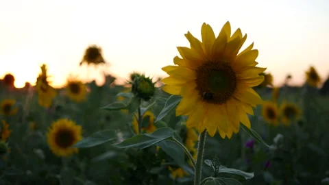 Close up beautiful sunflowers at sunset 스톡 동영상 137523401