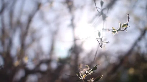 Close-up - Beautiful sunlight through branches and leaves Video stock 135756364