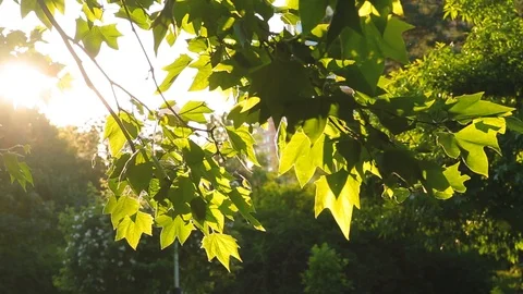 Close-up beautiful sunlight through green foliage that rustles on tree Stock Footage 90518286