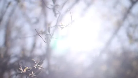 Close Up: Beautiful sunlight through leaves Video stock 135756420
