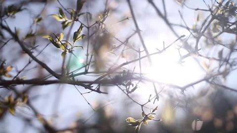 Close Up: Beautiful sunlight through leaves Video stock 135756812