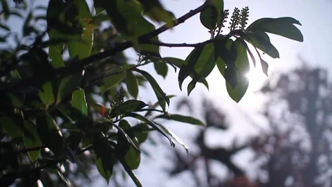 Close Up: Beautiful sunlight through leaves Video stock 135756859