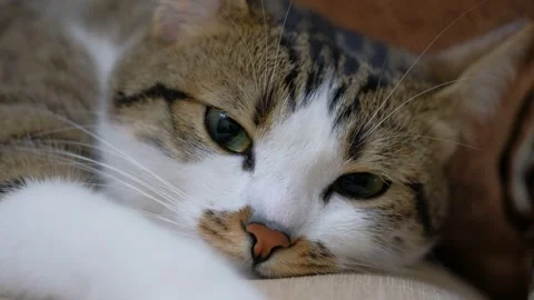 Close up of a beautiful tabby cat 스톡 동영상 241704148