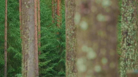 Close-up of beautiful texture old tree trunk on blurry green forest background Stock Footage 157370088