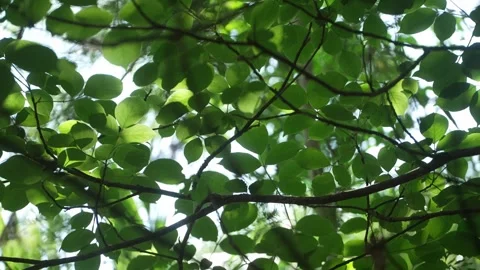 Close up of Beautiful texture in the tropical rainforest which feel calm. 4k Stock Footage 261035532