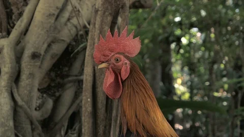 Close up beautiful thai chicken Stock Footage 104593376