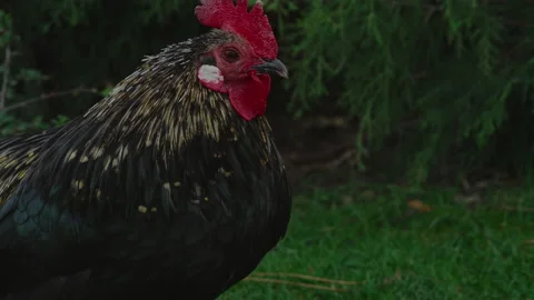 Close-up, a beautiful thoroughbred pit stands against the background of a shrub Stock Footage 182098786