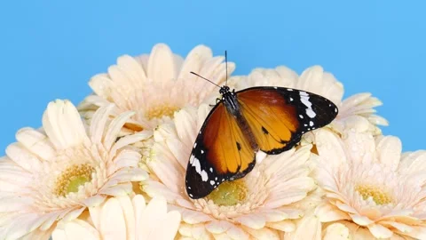 Close-up beautiful tiger monarch butterfly opening wings on pink daisy flower Stock Footage 305939341