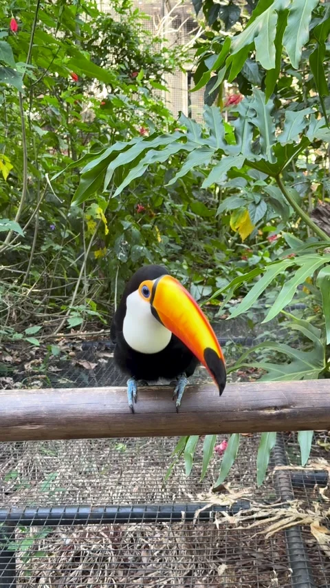 Close-up of a beautiful Toco Toucan with a vibrant orange beak 库存影片 336633287